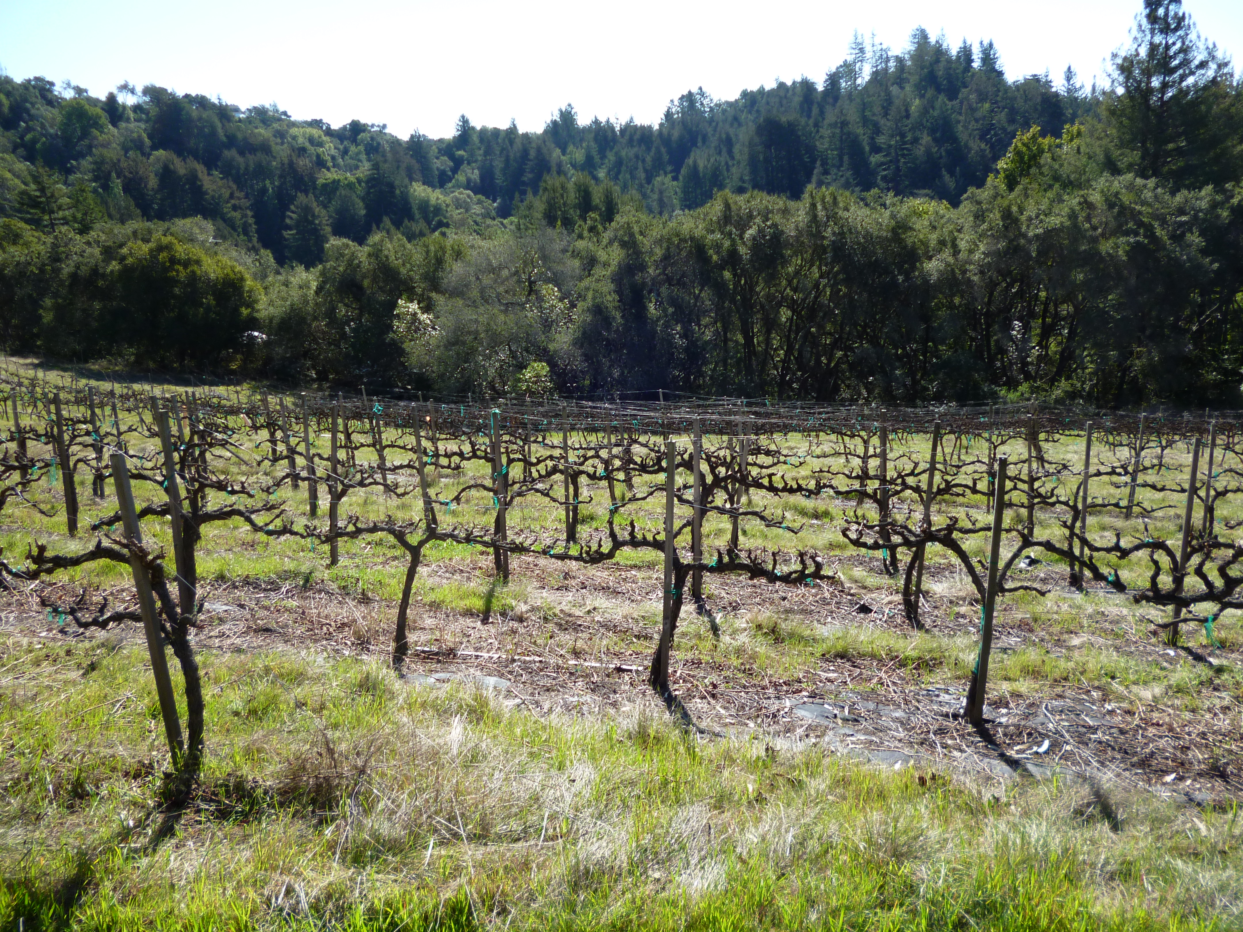 Four Gates Winery’s January 2025 new releases