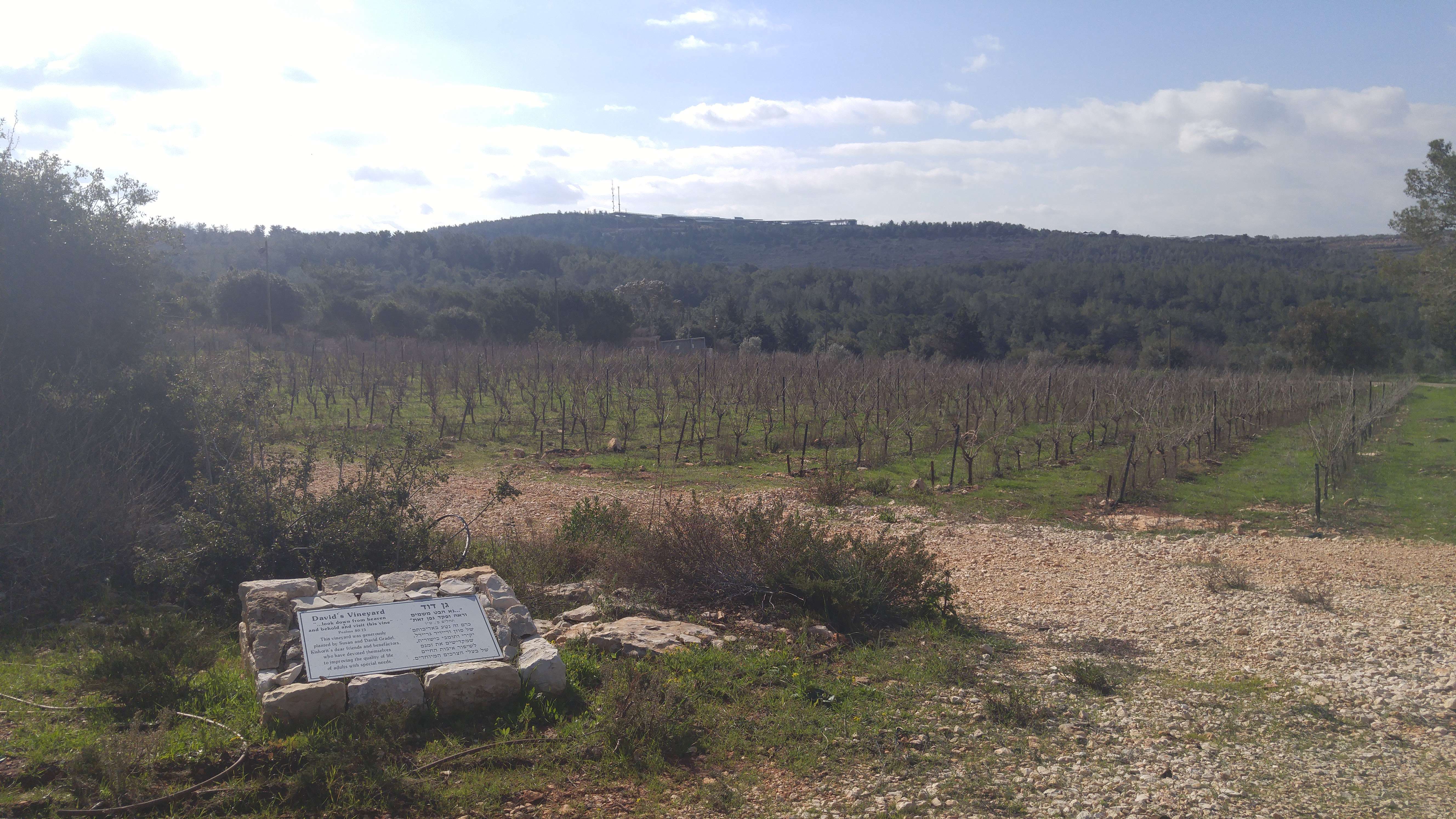 davids-vineyard-outside-of-kishor-winery-tatsing-room